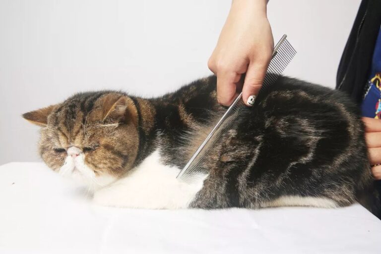  高通(QCOM.US)第三季度财报引发市场担忧！手机业务表现低于预期 股价盘后下跌